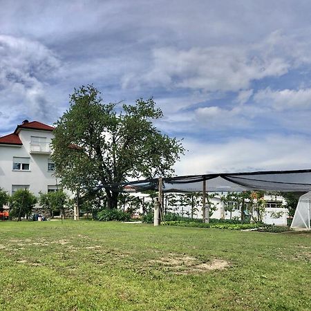 Apartments Andrej - Optuj Zewnętrze zdjęcie